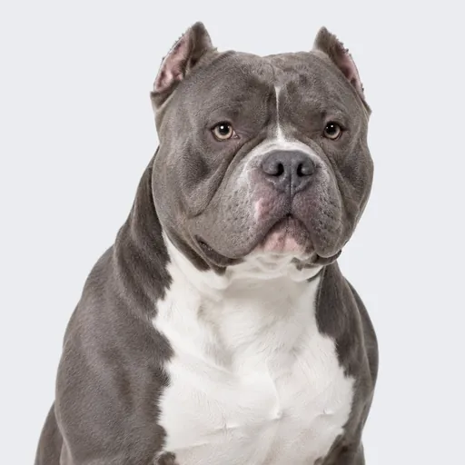American Bully, foto de la raza