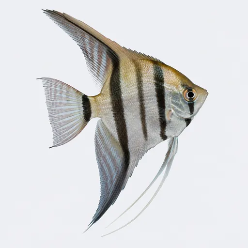 Ángel, foto de la raza