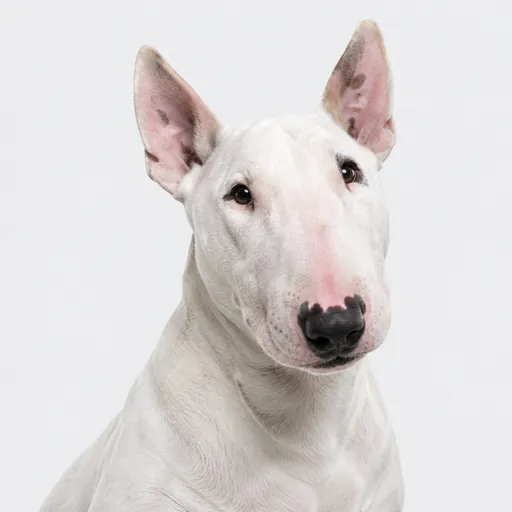 Bull Terrier, foto de la raza