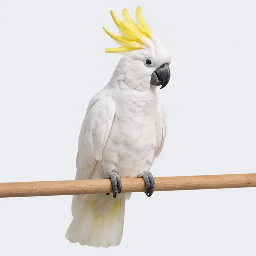 Cacatúa, foto de la raza