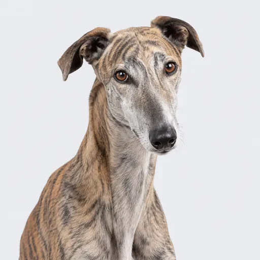 Galgo, foto de la raza
