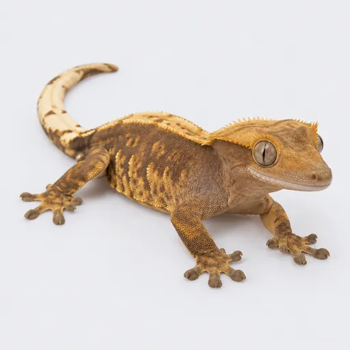 Gecko Crestado, foto de la raza