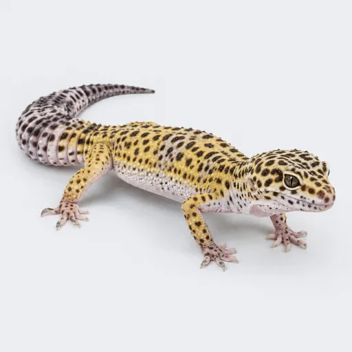 Gecko Leopardo, foto de la raza