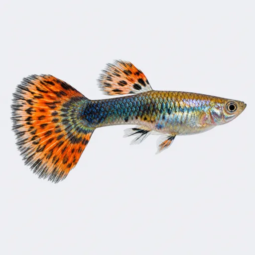 Guppy, foto de la raza