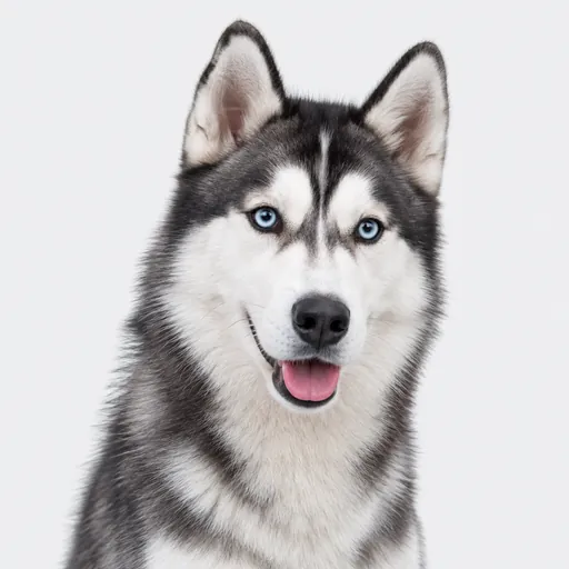 Husky Siberiano, foto de la raza