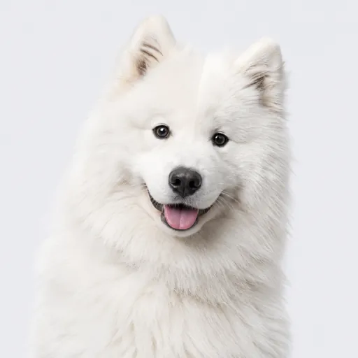 Samoyedo, foto de la raza