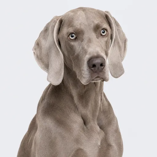 Weimaraner, foto de la raza