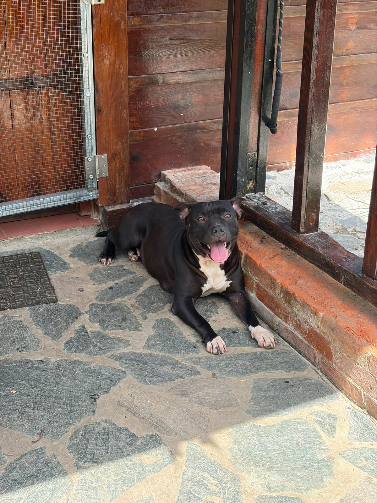 Luna, Pit Bull, en adopción en Santo Domingo