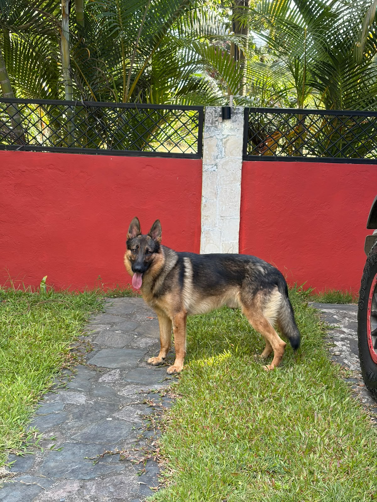 Rocky, Pastor Alemán, en adopción en Santo Domingo
