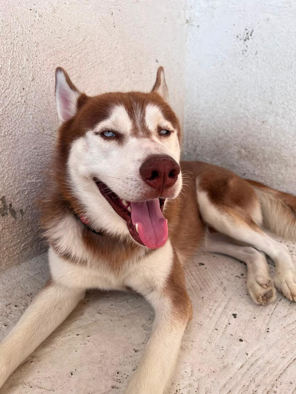 Nieve, Husky Siberiano, en adopción en Santo Domingo