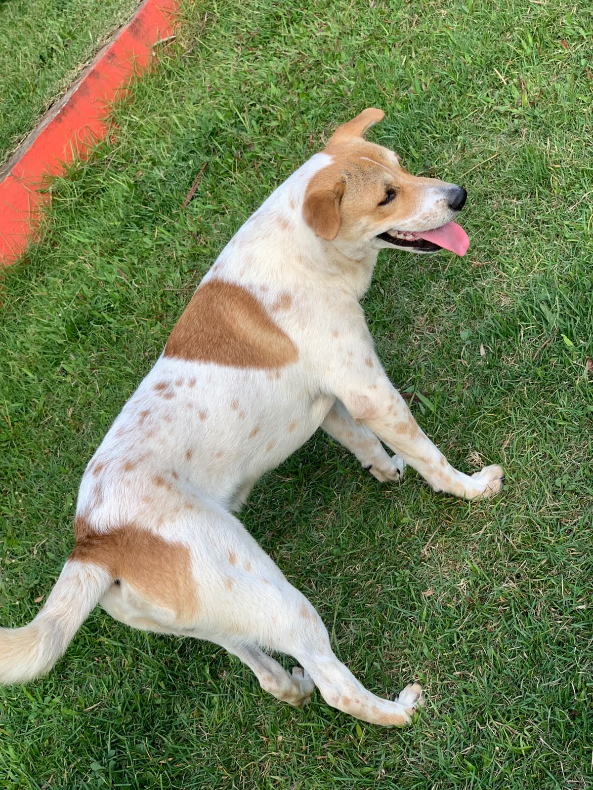 Hooper, Mestizo, en adopción en Santo Domingo