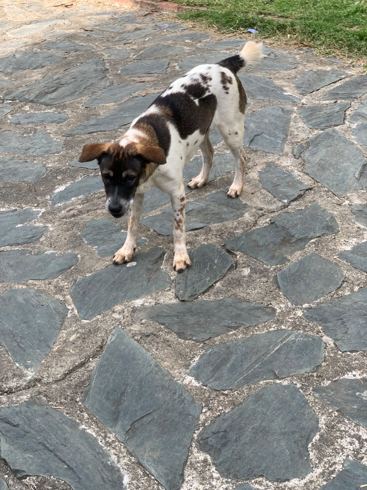 Vaquita, Mestizo, en adopción en Santo Domingo