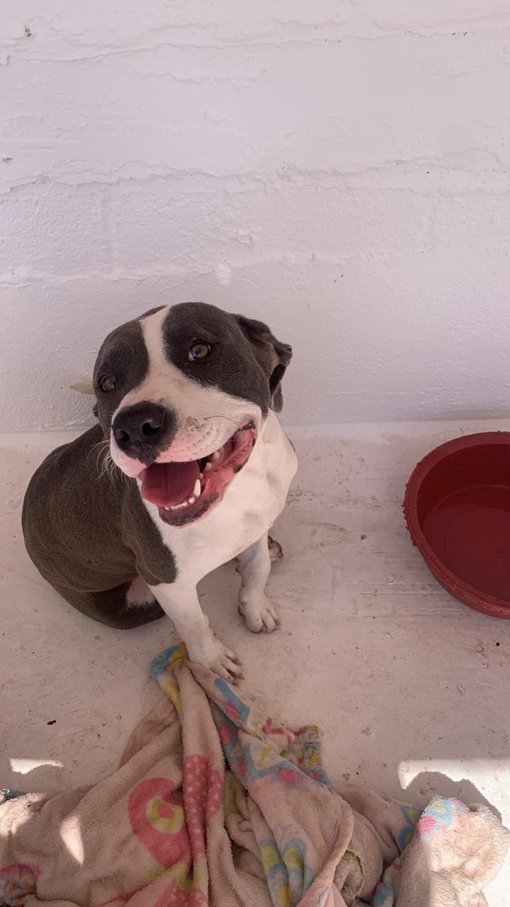 Rufus, Mestizo, en adopción en Santo Domingo