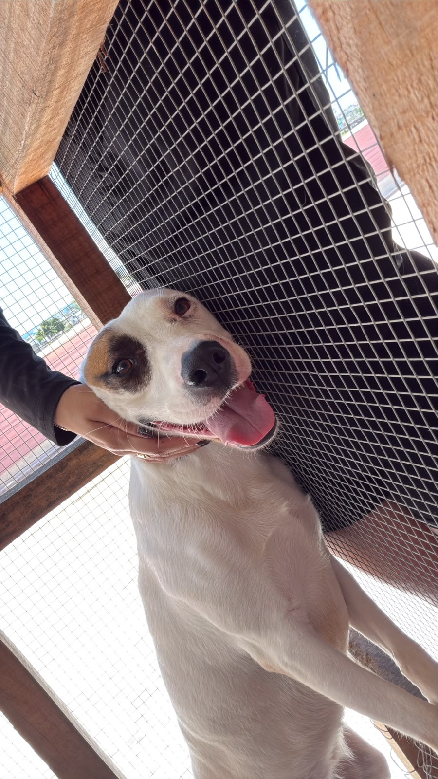Mia, Mestizo, en adopción en Santo Domingo