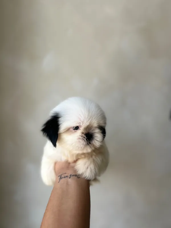 SHIH TZU hembra 💖
