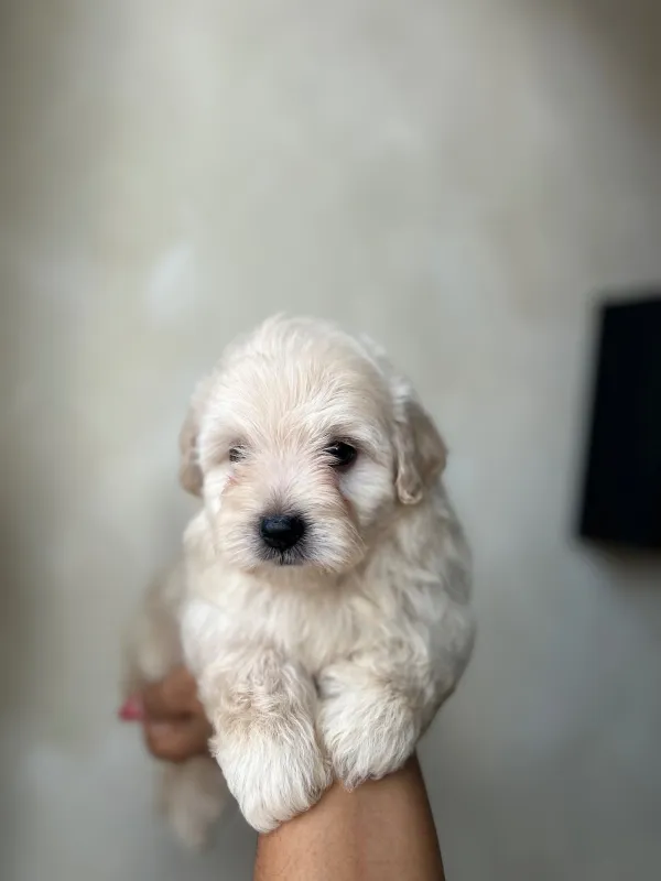 Maltipoo ambos sexos 💙💖