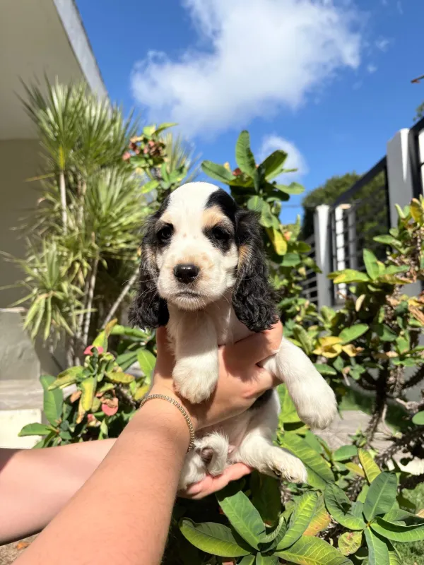 Cocker spaniel ambos sexos 💖💙