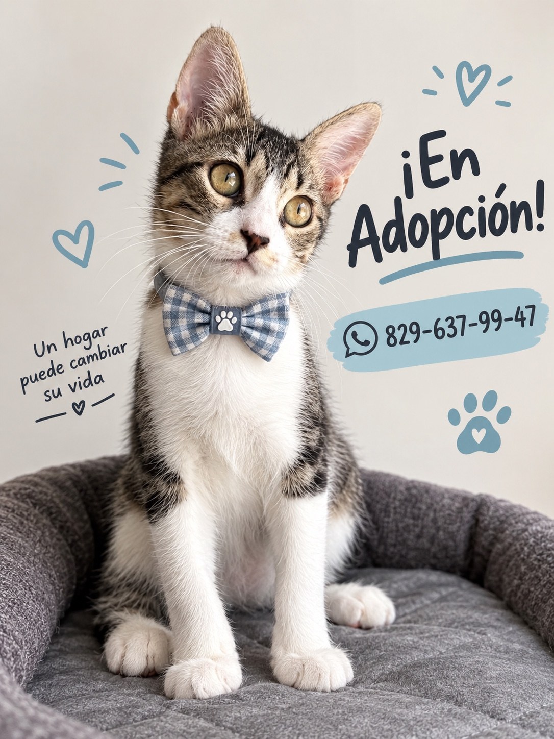 Jimmy machito 4 meses vacunado y castrado, Mestizo, en adopción en Distrito Nacional