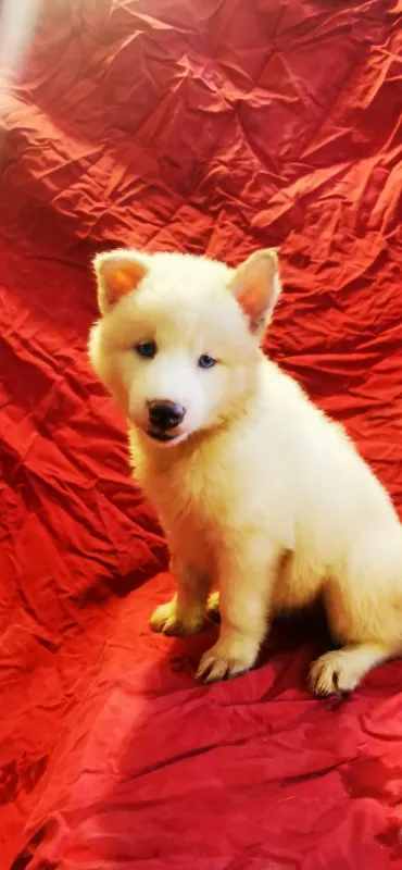 HUSKIES SIBERIANOS BLANCOS DE 9 SEMANAS 13K