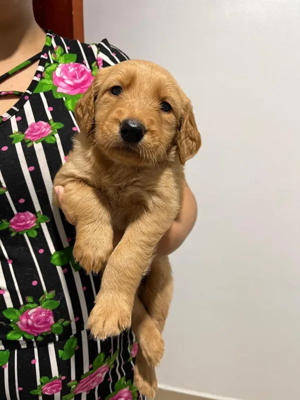 Cachorros Golden retriever