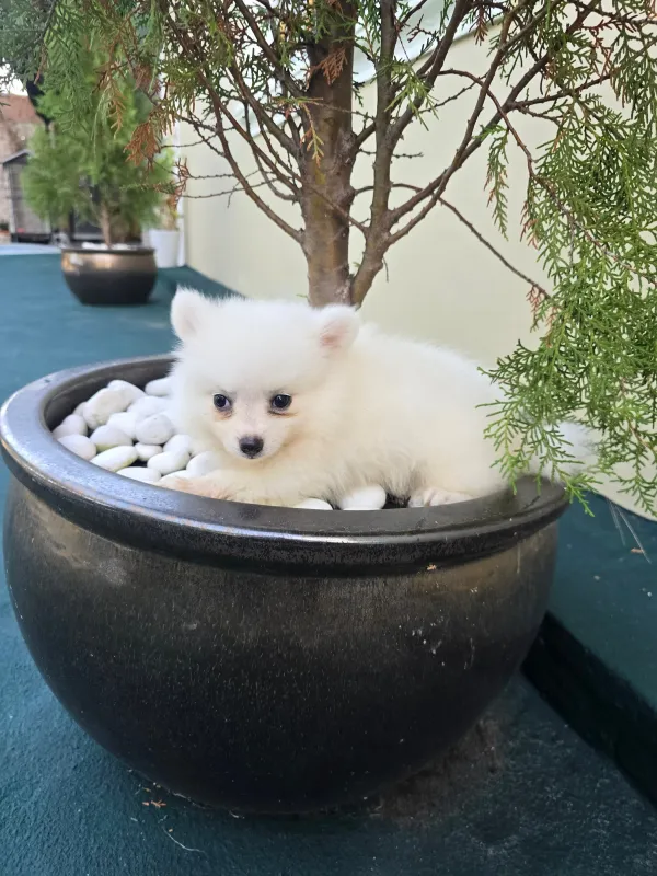 2 cachorras pomeranias de 2 meses, con su primera vacuna y desparacitacion.