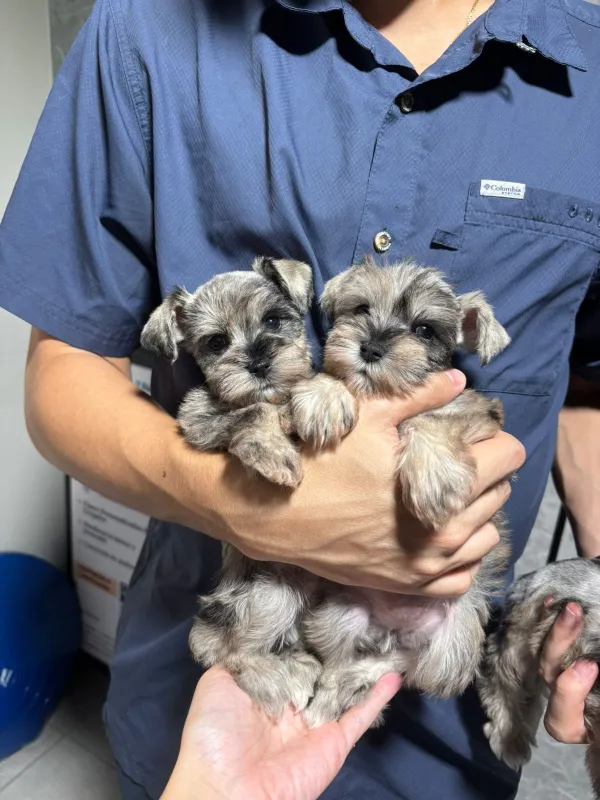 Schnauzer Mini