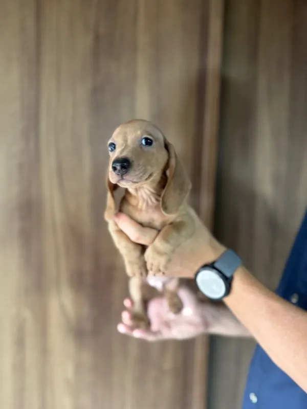 Cachorros Salchichas