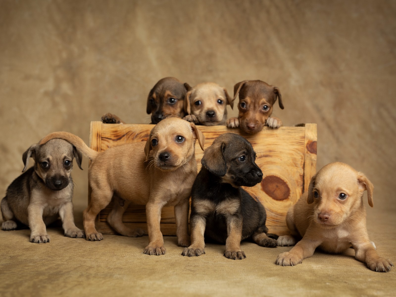 Fundación Animales en Peligro Inc.