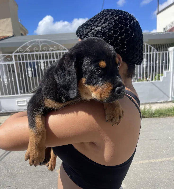 Foto de Puppy Happy RD