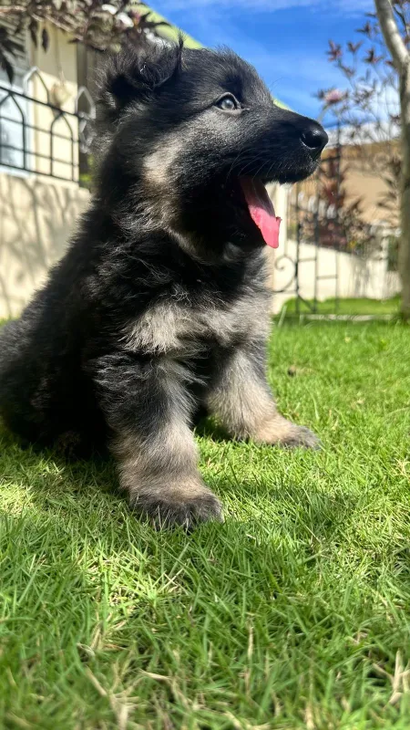 Foto de Puppy Happy RD