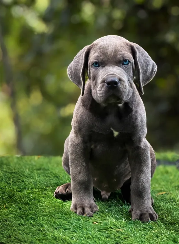 Foto de Puppy Happy RD