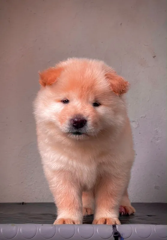 Foto de Puppy Happy RD