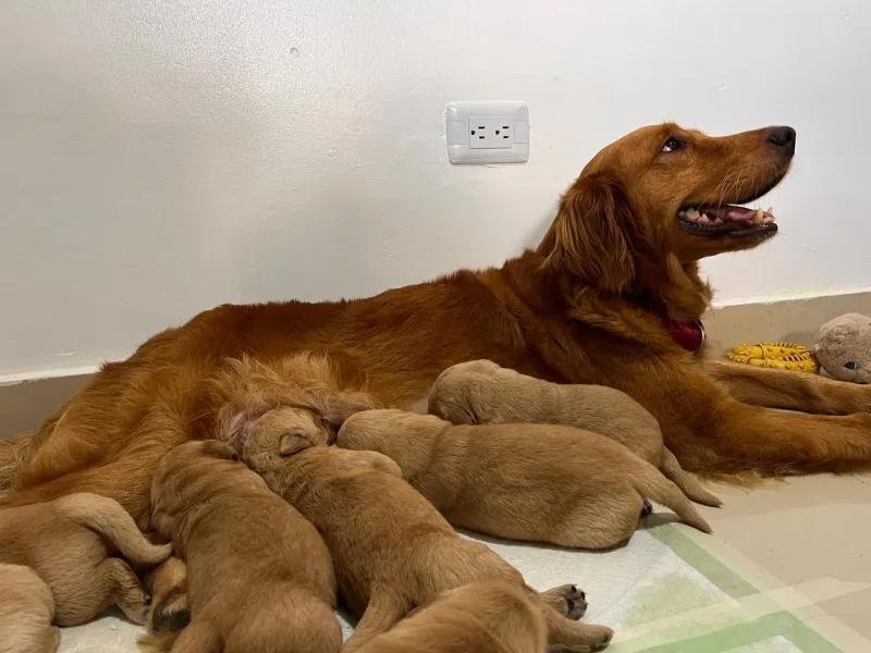 Foto de Puppy Happy RD