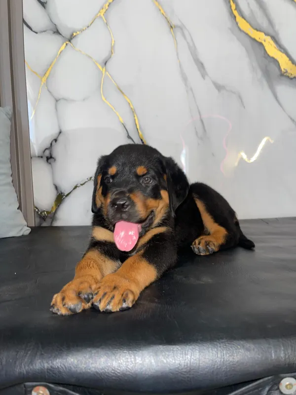 Foto de Puppy Happy RD